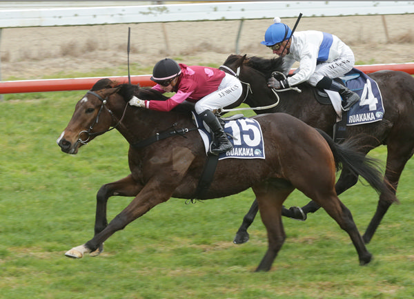 Bezique lengthening out to break his maiden in the Harcourts Bream Bay and Waipu (1200m) at Ruakaka.  Photo: Therese Davis (Race Images)