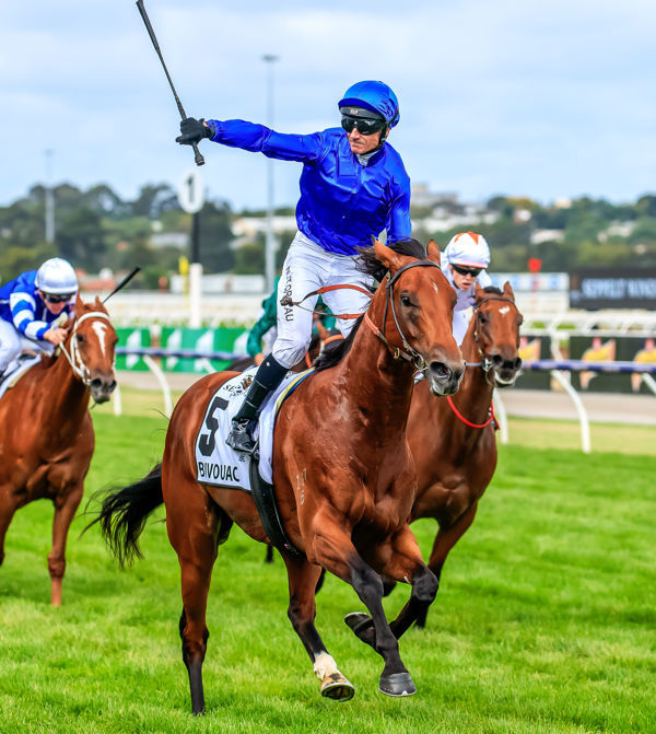 Bivouac is a potential star for Godolphin this season