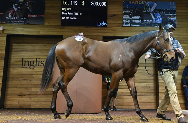 Sale-topping Blue Point colt from On the Loose.