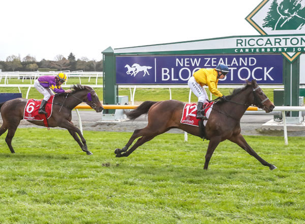 Blue Solitaire breaks her maiden status with a dominant victory at Riccarton Photo credit: Race Images South