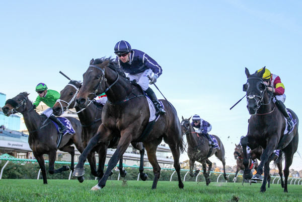 Bold Soul returns to the winner’s circle at Flemington with a quality ride from Tom Prebble. Photo: Bruno Cannatelli