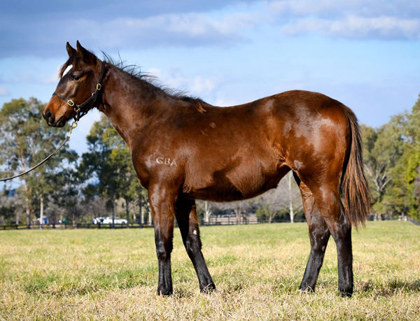 Bolshoi Star was a savvy $12,000 Inglis Digital purchase, click to see her page.