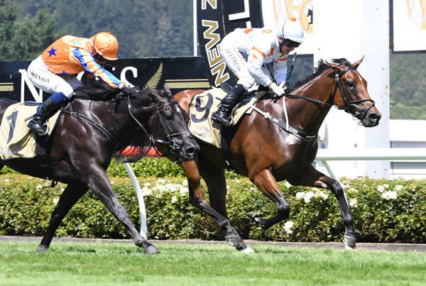 Bonham (inner) holds out a late charge from Brando to win the G1 Levin Classic. Photo Credit: Race Images – Peter Rubery
