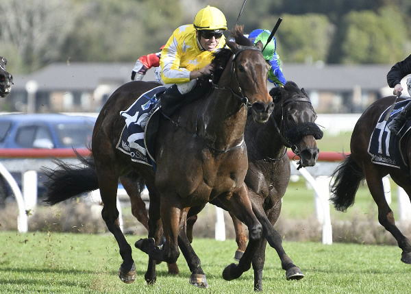 Bonny Lass winning the Gr.2 Foxbridge Plate (1200m) at Te Rapa last Saturday.  Photo: Kenton Wright (Race Images)