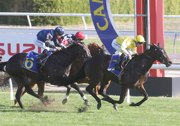 Bonny Lass takes out the Gr.3 Cambridge Breeders’ Stakes (1200m) at Te Rapa Photo Credit: Trish Dunell