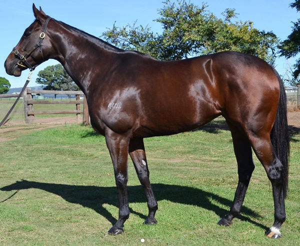 Booker was a gorgeous looking mare selling for $1.6million at 2020 Inglis Chairman's Sale. 
