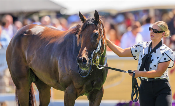 Bossy Benita is now a valuable Group winning mare - image Grant Courtney 