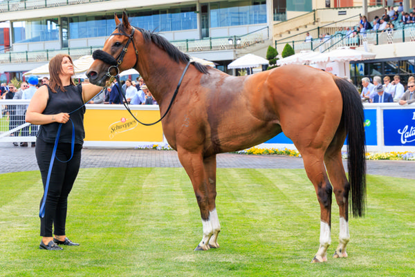 Boston Rocks has won nearly $600,000 in prizemoney - image Grant Courtney