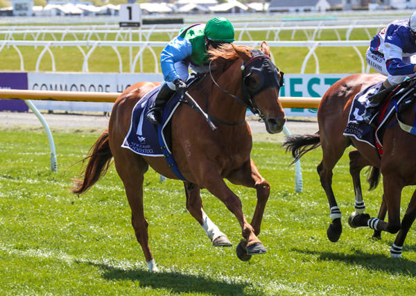 Botti will be flying the New Zealand flag in the A$288,000 Jericho Cup (4600m) at Warrnambool on Sunday. Photo: Race Images South