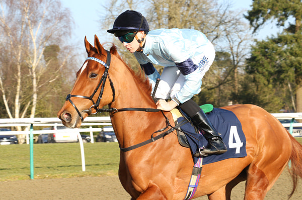 Stakes-placed Zoustar mare Bountiful - Racingfotos