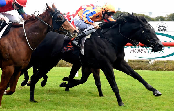 Brando winning at Te Rapa on Friday. Photo: Kenton Wright (Race Images)