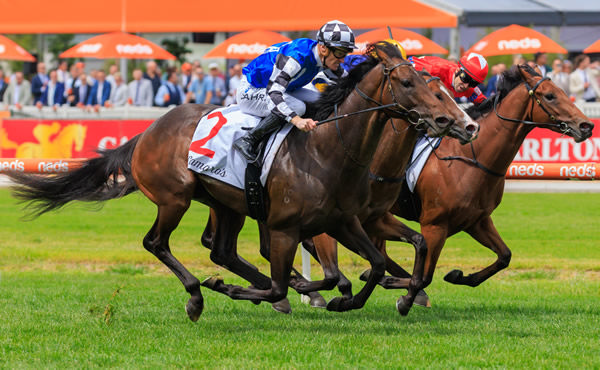 Brave Mead wins the opening race at Caulfield - image Grant Courtney