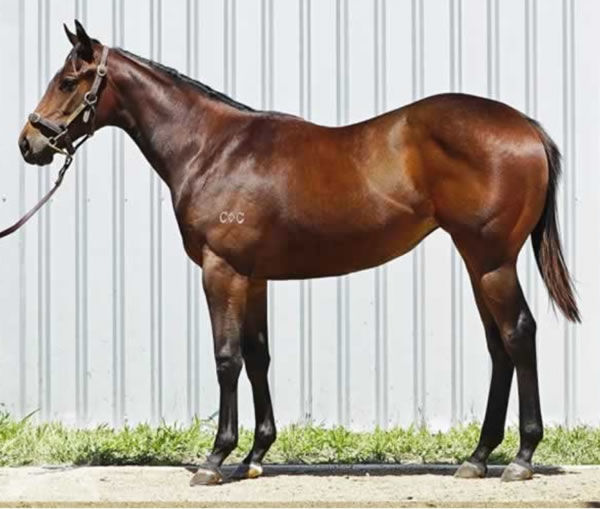 Bribery as a yearling