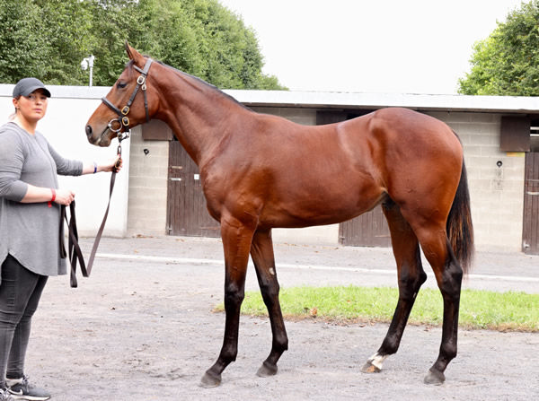 Bright Legend was purchased from Goffs Orby for 140,000 euros.