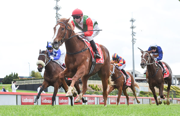 Brilliant Horizon wins on debut - image Pat Scala / Racing Photos