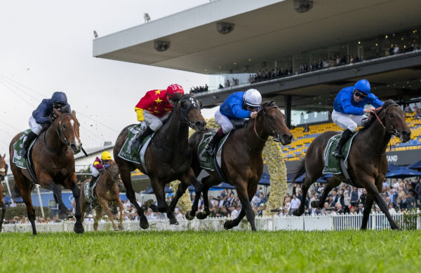 Four great colts cross the line together in the G1 Golden Rose - image Steve Hart