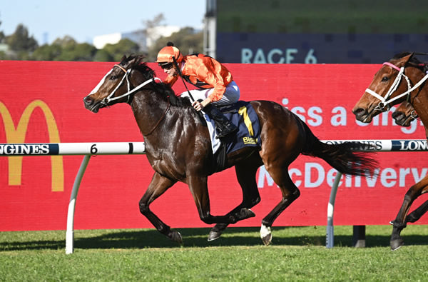 Brudenell wins at Rosehill and has won five of eight starts - image Steve Hart