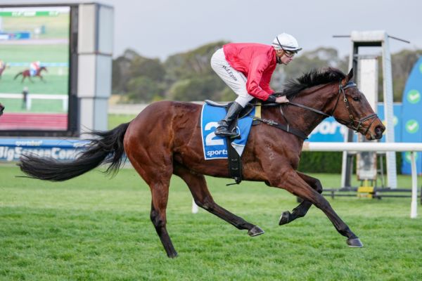 Buccleuch is a lightly raced horse on the up - image George Sal/ Racing Photos 