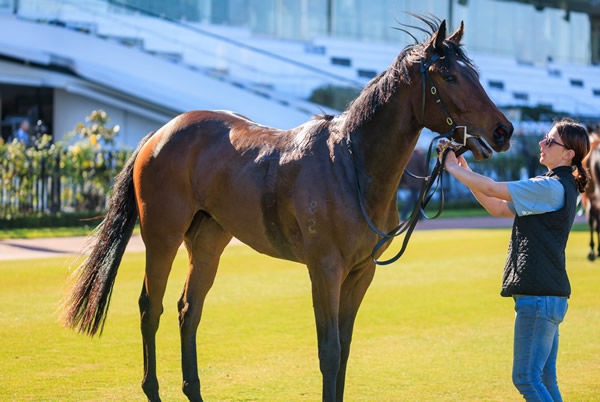 Buccleuch is still very babyish in appearance and will no doubt bet better at three - image Grant Courtney 