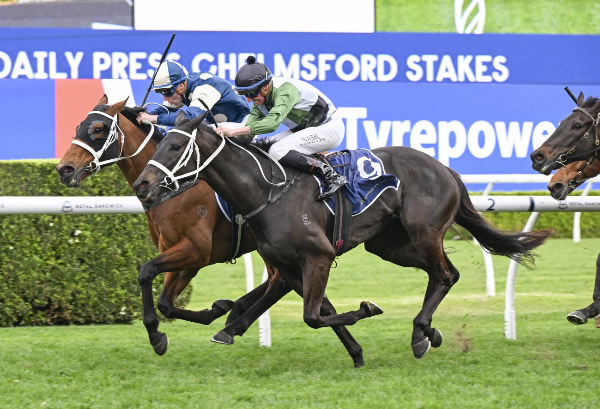 Buckaroo (GB) and Hinged go head to head in the G2 Chelmsford Stakes - image Steve Hart