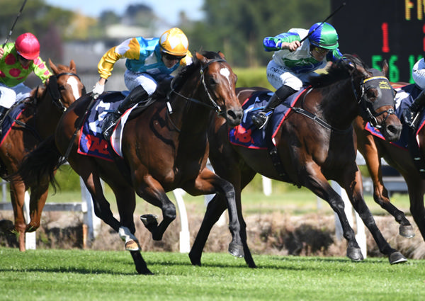 Auckland Guineas contender Buglari who will be chasing an upset win in the three-year-old feature. Photo: Kenton Wright – Race Images