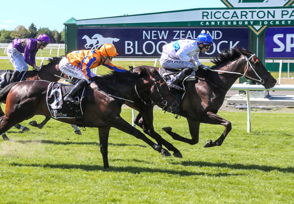 Burn To Shine prevails in the feature Gr.3 War Decree Stakes (1600m) at Riccarton on Saturday.  Photo: Race Images South
