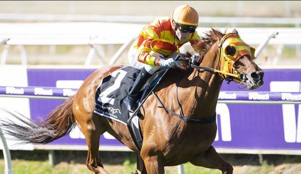 Buster Bash has a half-sister entered for Perth MM - image Western Racepix.