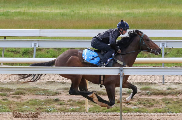 $550,000 Inglis Ready 2 Race - Deep Field colt from Alderney 