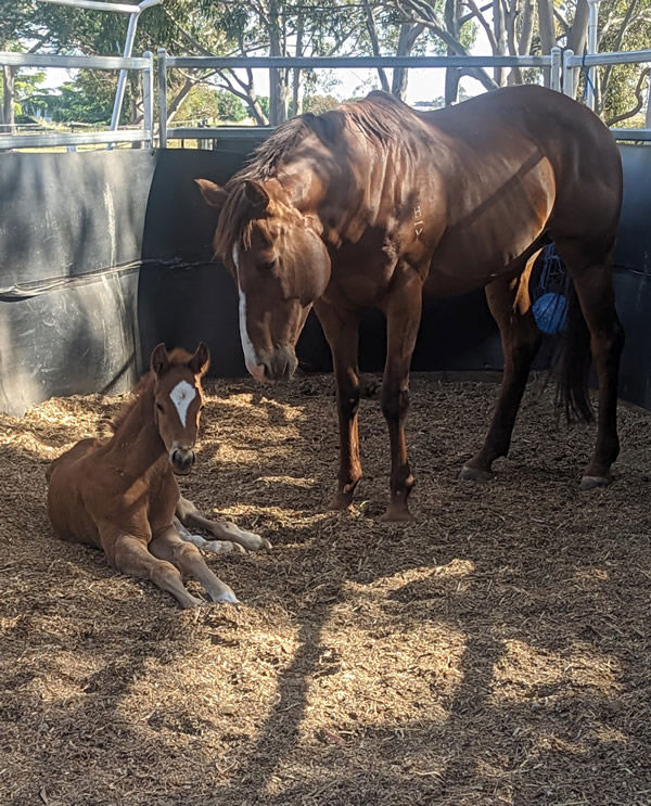 Cause Celebre with her first foal, a colt by Doubtland.