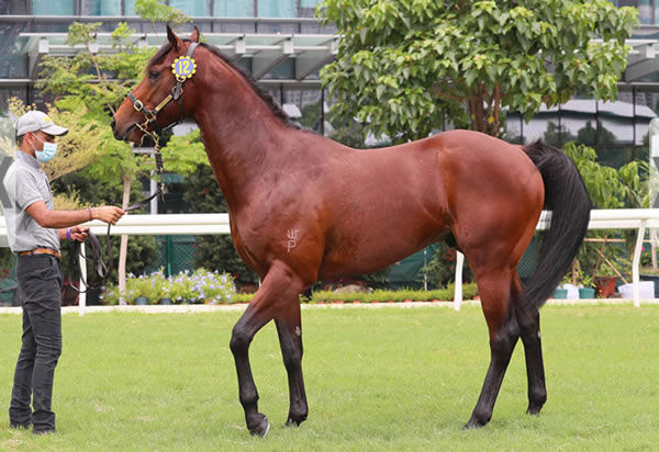 Exceed and Excel colt from Serious Satire parades at Sha Tin.