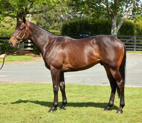 This Pierro colt from Mary Lou was the top pinhook and was bought by Busuttin Racing / Group 1 Bloodstock / Ozzie Kheir.
