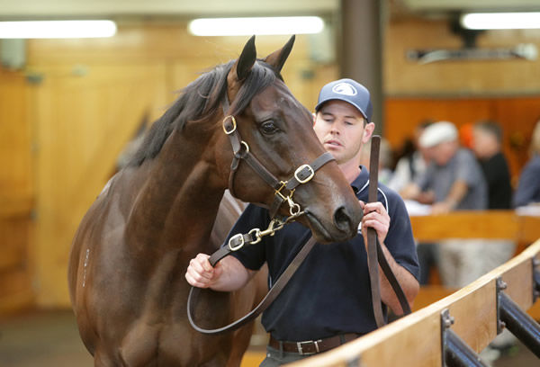 Sale-topping Savabeel colt.
