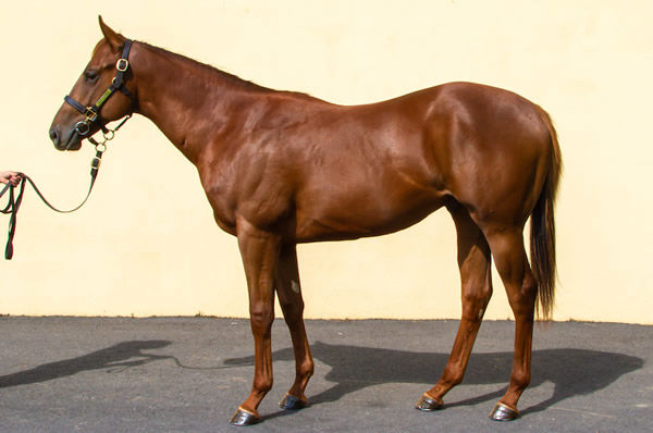 Saxon Warrior colt from Artistic Jewel, click to see his page.