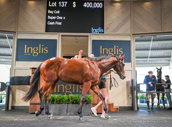 Sale-topper - this Super One colt from Cash First topped last year's Inglis Ready 2 Race Sale.