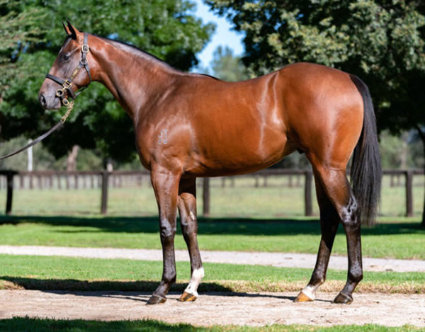 The highest priced yearling this year for Zoustar has been entered for the 2022 Golden Slipper.