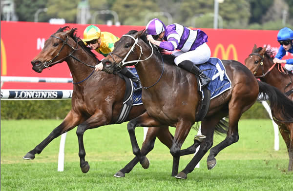 Caballus and Estriella both hold stakes promise - image Steve Hart