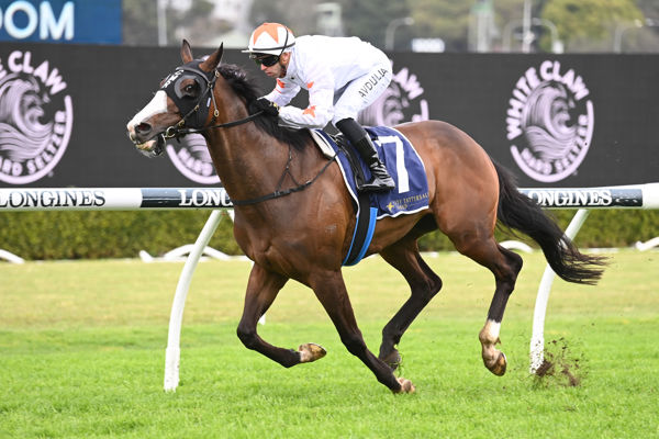 Cadre Du Noir (USA) a $1.1million yearling opens his stakes account (image Steve Hart)