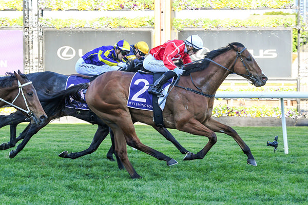 Cafe Millenium Winning At Flemington Recently - Photo by Brett Holburt/Racing Photos