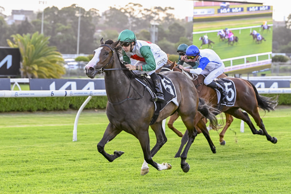 Caffe Florian hits top gear to win at Canterbury - image Bradley Photos