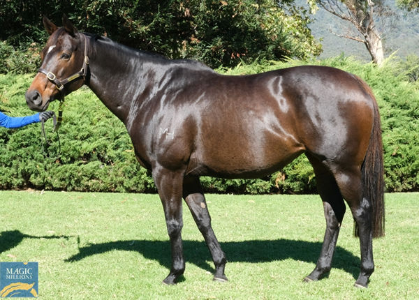 Calaverite was a sensational purchase from the Magic Millions National Broodmare Sale last year and now the dam of Caulfield Guineas winner Golden Mile. 