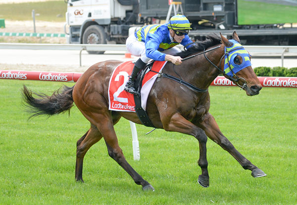 Calico Jack wins at Cranbourne  - image Ross Holburt / Racing Photos