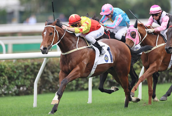 California Spangle (IRE) has been a star performer in Hong Kong - image HKJC 