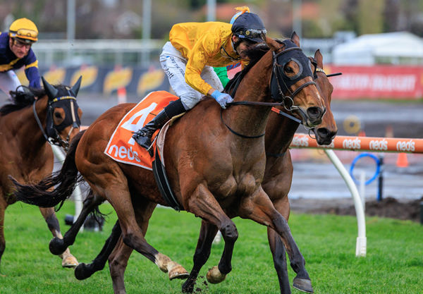 Callsign Mav is a four-time Group I winner sired by a son of Fastnet Rock - -image Grant Courtney