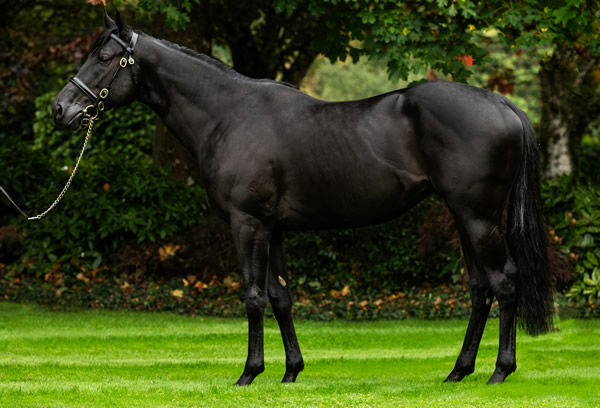 Camille Pissarro pictured two months out of training.