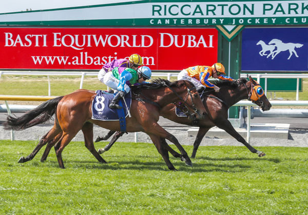 Campionessa does best in a tight finish to the Listed Nautical Boat Insurance Metropolitan Trophy (2500m) Photo: Race Images South