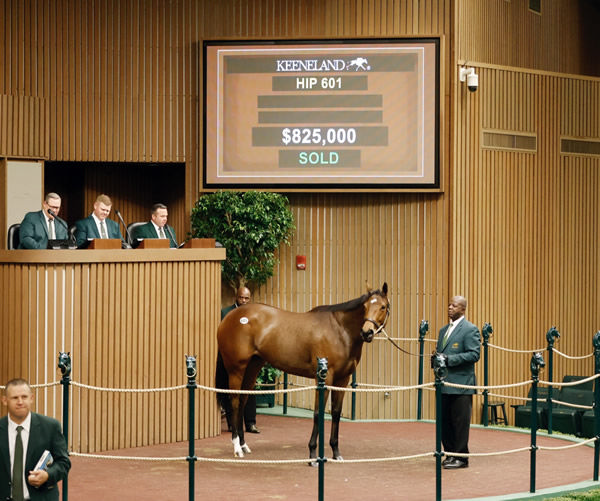 Cancel This was the highest priced horse on day 2 of the sale.