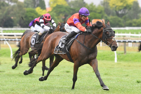 Canheroc strides away a dominant victor in the Listed Marton Jockey Club Marton Cup (2200m) at Hastings on Saturday. Photo: Peter Rubery (Race Images Palmerston North)