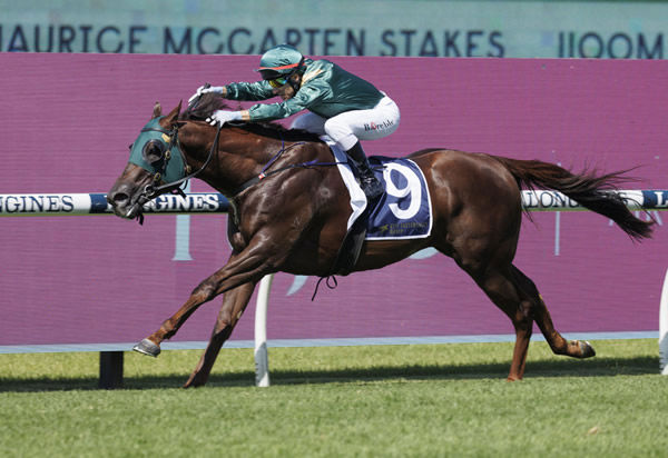 Cannonball has nothing to lose and much to gain at Royal Ascot - image Steve Hart  