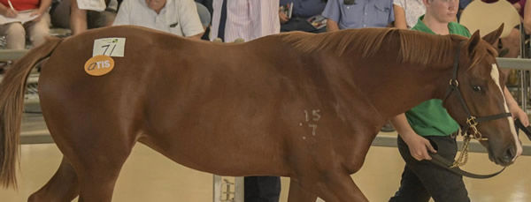 The Capricornia Yearling Sale is held at Rockhampton on April 2.