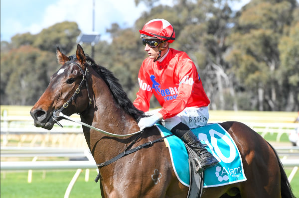 Captain Barbossa has some very happy Blueblood Thoroughbreds owners tonight - image Racing Photos 